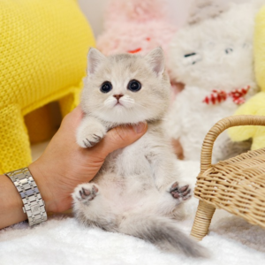 Munchkin - Ppiru (Female) 2 Months Old