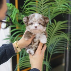 Poodle - Ggumi (Male) 10 Weeks old