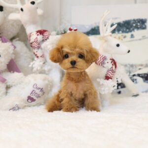 Poodle – Loica (Female) 4 months Old