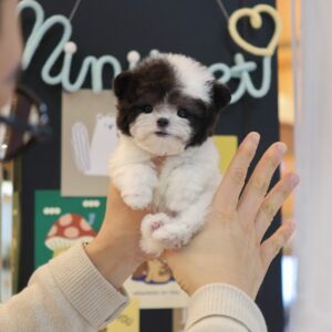 Poodle - Jarkco (Female) 10 Weeks old