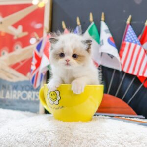 Ragdoll - Boreum (Male) 2 Months old