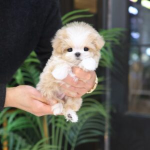 Maltipoo – Timi (Male) 10 weeks Old